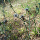 Tolpis virgata subsp. virgata