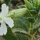Silene succulenta subsp. succulenta