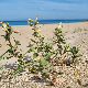 Silene succulenta subsp. succulenta