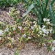 Silene succulenta subsp. succulenta