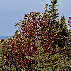 Arbutus andrachne