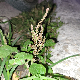 Amaranthus viridis