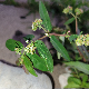 Euphorbia hypericifolia