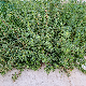 Amaranthus graecizans