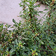 Amaranthus graecizans