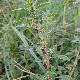 Amaranthus graecizans