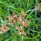 Cyperus rotundus