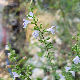 Clinopodium officinale