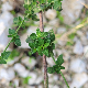 Clinopodium officinale