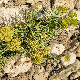 Crithmum maritimum