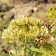 Crithmum maritimum