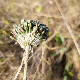 Allium chamaespathum