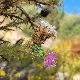 Cirsium vulgare