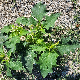 Datura stramonium