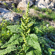 Amaranthus hybridus