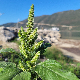 Amaranthus hybridus