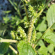 Amaranthus hybridus