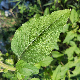 Amaranthus hybridus