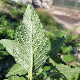 Amaranthus hybridus