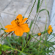 Cosmos sulphureus