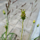 Cosmos sulphureus