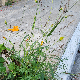 Cosmos sulphureus