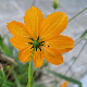 Cosmos sulphureus