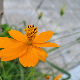 Cosmos sulphureus