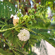 Leucaena leucocephala