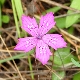 Dianthus viscidus