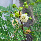 Leucaena leucocephala