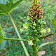 Ricinus communis