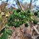 Ricinus communis