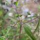 Eclipta prostrata