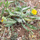 Calendula arvensis