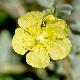 Helianthemum stipulatum