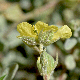 Helianthemum stipulatum