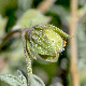 Helianthemum stipulatum