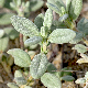 Helianthemum stipulatum