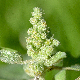 Chenopodium vulvaria