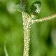 Chenopodium vulvaria