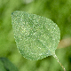 Chenopodium vulvaria