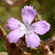 Dianthus fruticosus subsp. occidentalis