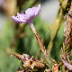 Dianthus fruticosus subsp. occidentalis