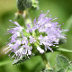 Mentha pulegium