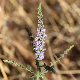 Mentha spicata subsp. condensata