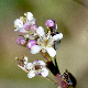 Lepidium graminifolium