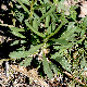 Lepidium graminifolium