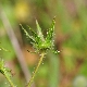 Dinacrusa cretica subsp. cretica