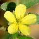 Tribulus terrestris